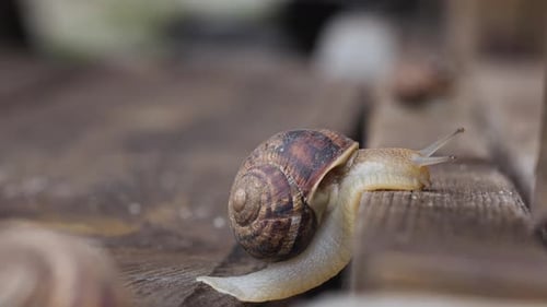 Snail Crawling Up a Wooden Board. Close Up. Side View