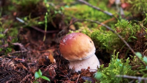 Boletus Edulis Among the Grass in the Forest. Close Up