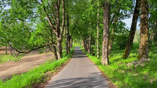 Walk along the spring park path, pov