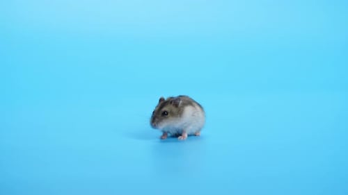 Adorable Grey Hamster Grooming Itself on Blue