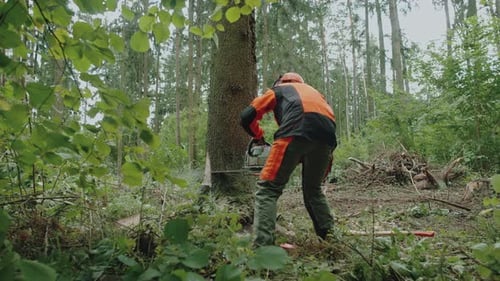 Female Logger in the Forest Young Specialist Woman in Protective Gear Cuts a Tree with a Chainsaw