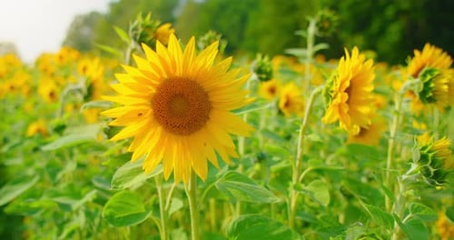 Sunflower Field in a Beautiful Evening Sunset