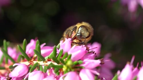 Bee Collecting Pollen on Vibrant Pink Flowers