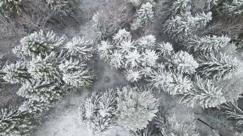 AERIAL Flying Over the Snowy Forest and Hills