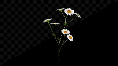 Animated Daisies Swaying in Gentle Motion