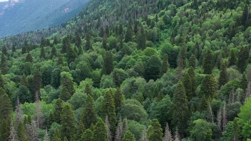 Aerial view on the Beautiful mountains forest