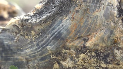 Lignes d'arbres sur fossile silicifié