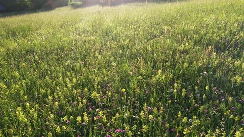 Summer flowers on the meadow