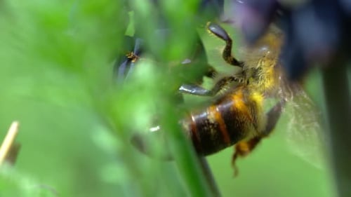 Bee Feeding on Violet Flowers in a Meadow
