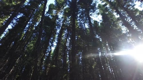 Inside a forest on a sunny day