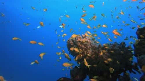 Underwater Scene Coral Reef