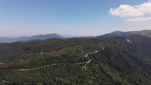 Árboles de montaña