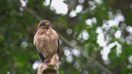 Roadside Hawk Bird Perched on Tree Branch
