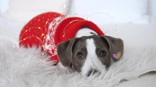Festive Dog in a Cozy Sweater with Lights