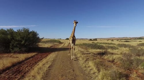 Demonstration Of A Giraffe Running Motion