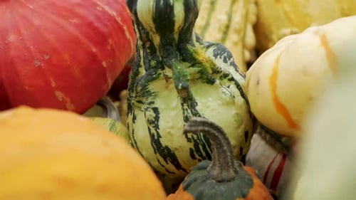 Colorful Pumpkins and Gourds for Autumn Harvest
