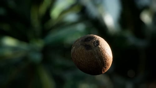 Realistic Rotating Coconut Against Green Nature Background