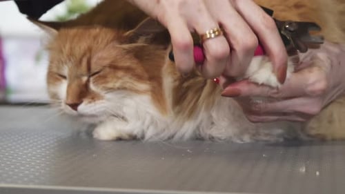 Gros plan d'un mignon chat roux moelleux se faisant couper les griffes par un vétérinaire