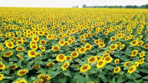 Aerial view of beautiful yellow sunflowers. Yellow flowers. Sunflower field.