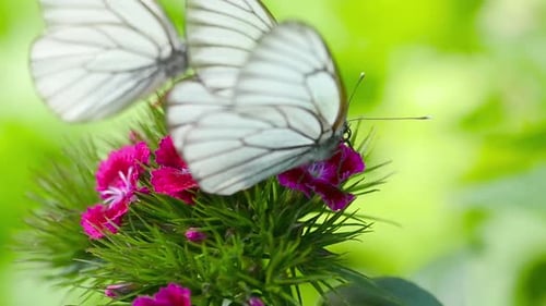 Delicate Butterfly on Vibrant Pink Flower Close-Up