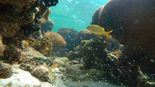 Seabed on the Coral Reef in the Caribbean Sea Full of Baby Fish