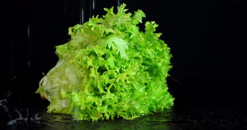 Fresh Green Lettuce with Water Droplets on Black