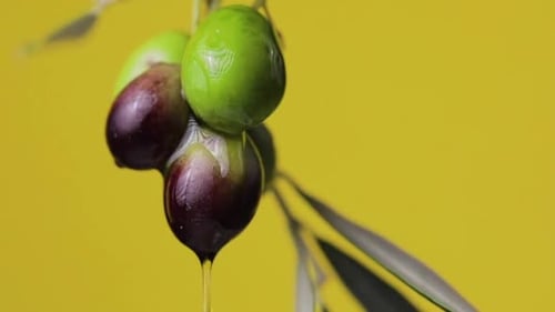 Juicy Green and Purple Olives on a Twig