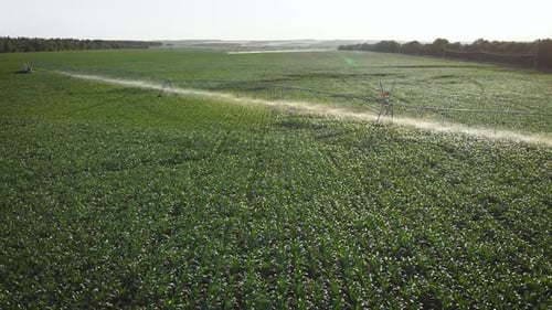 Aerial View Field with Rows of Corn and Center Pivot Irrigation System in Cornfield at Sunset