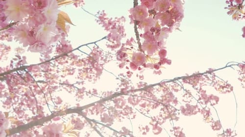 Symbol of Spring a Cherry Blossom or Sakura
