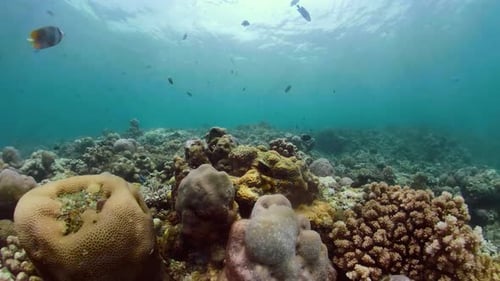Coral Reef Tropical Fish