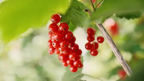 Juicy Red Currants Hanging on the Bush