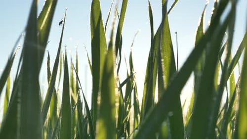 Rising Sun Shines Through Long Green Stems of Grass