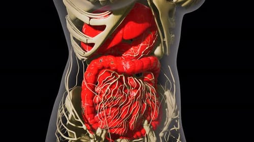 Detailed Human Digestive System Anatomy