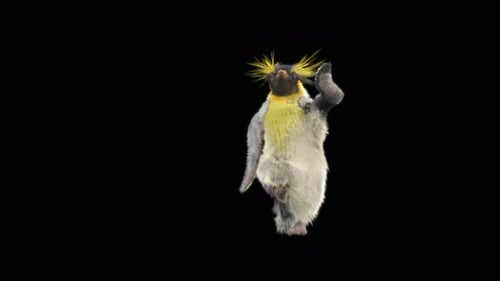 74 Penguin Dancing 4K