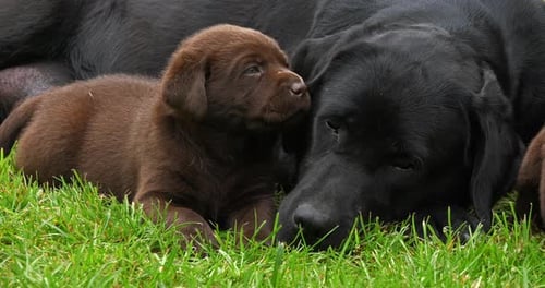 Black Labrador Retriever Bitch and Brown Puppies on the Lawn, Sleeping, Normandy, 4K Slow Motion