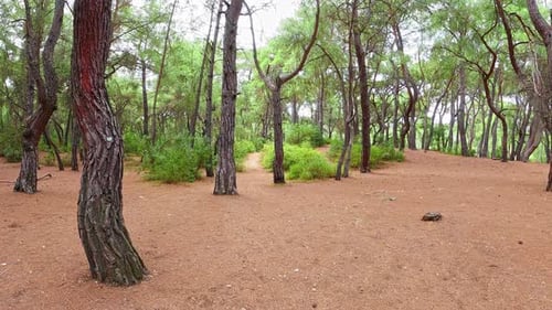 Wald-Walking (2K)