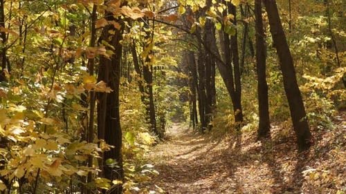Falling leaves scene in the forest slow-mo footage