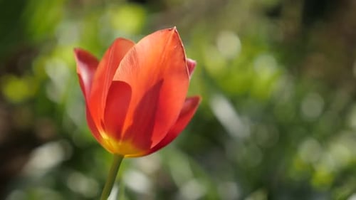 Red Didier tulip lily plant bulb close-up slow-mo 1920X1080 HD footage - Cultivated Tulipa gesneria