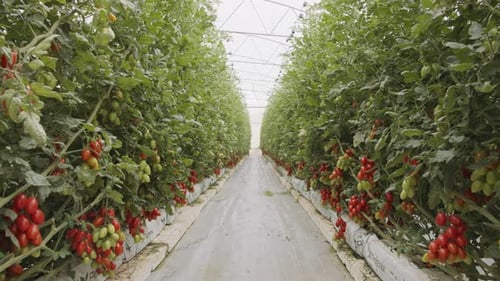 Tomato Plants Growing in Greenhouse