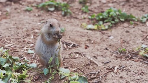 Prairie Dog Standing and Eating Green Leaves