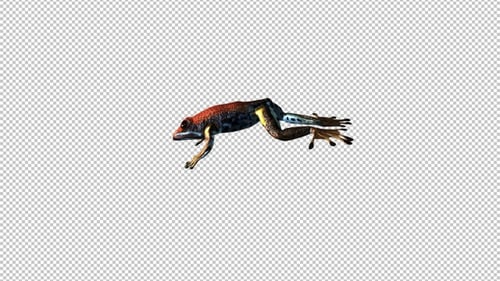 Jumping Frog - III - Poison Dart - Red Black Brown - Side View - MS