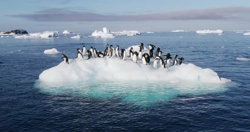 Penguins on an Iceberg Drifting in Ocean