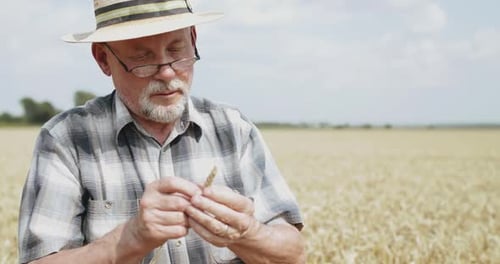 Farmer in Glasses Examining a Ripe Wheat Spike in Spacious Field in Sunny Day
