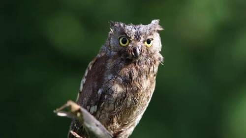 Owl in the Forest Habitat