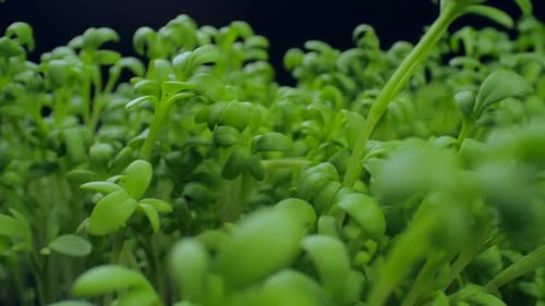 Close-Up View of Fresh Green Sprouts Growing