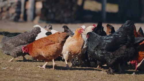 Domestic FreeRange Pasture Chickens Roosters Walking On Grass Feeding On Rural Eco Home Farm Coop