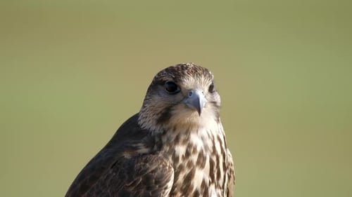 Magnificent Bird of Prey Close Up