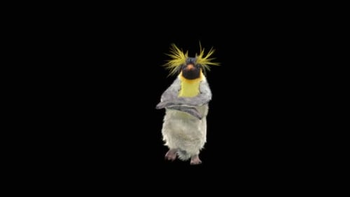 Penguin Dancing HD