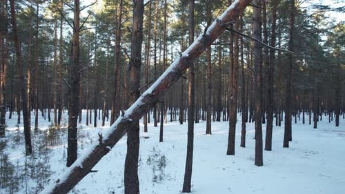 Entlang eines umgestürzten Baumes im Winterwald