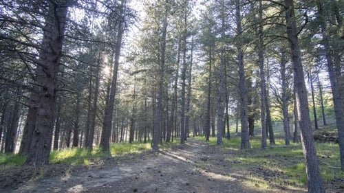 Timelapse sunrise at the pine tree forest